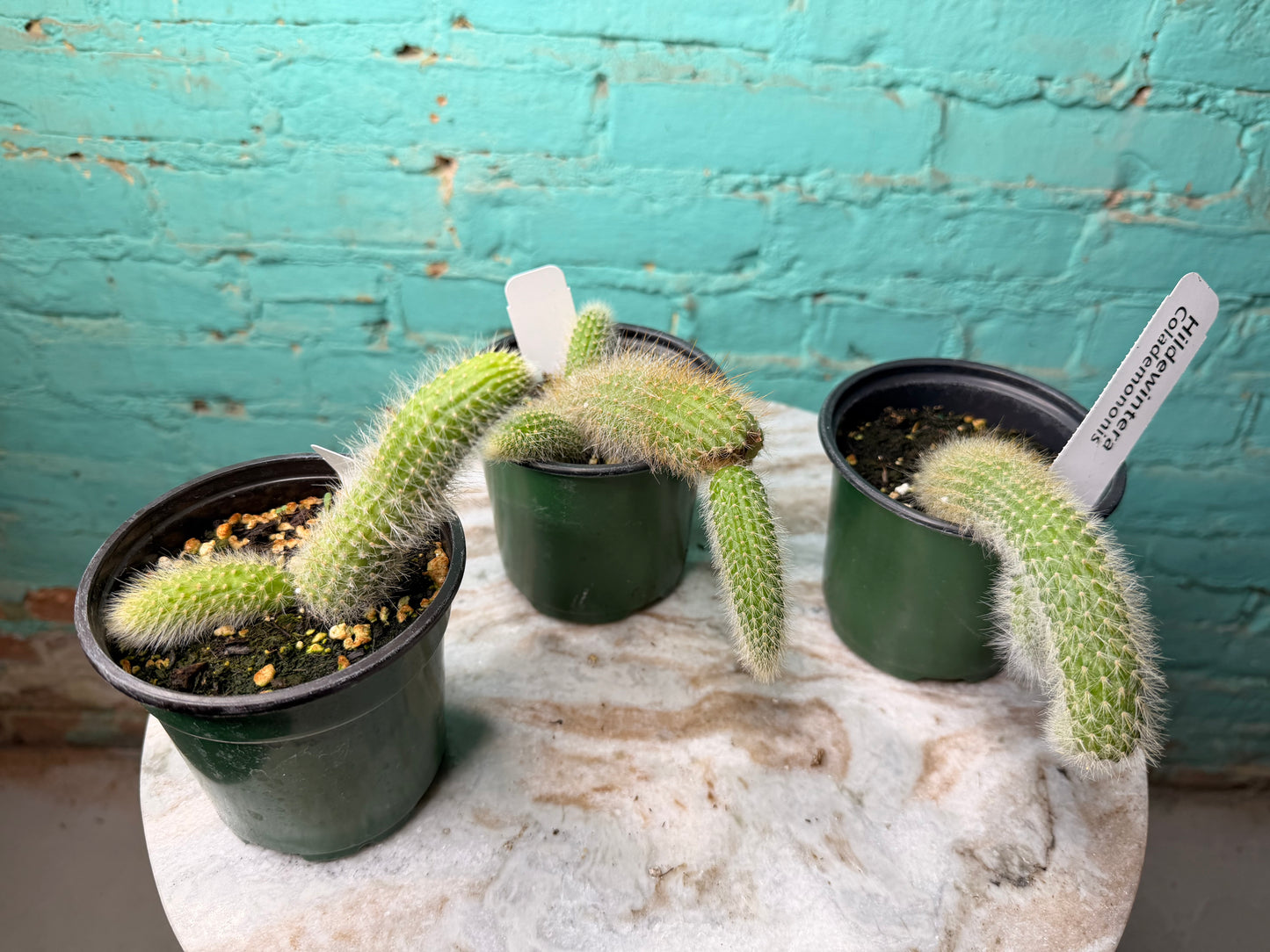 Monkey Tail Cactus 4”