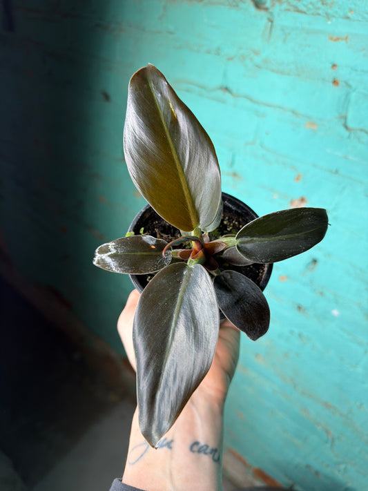 Philodendron Imperial Red  4”