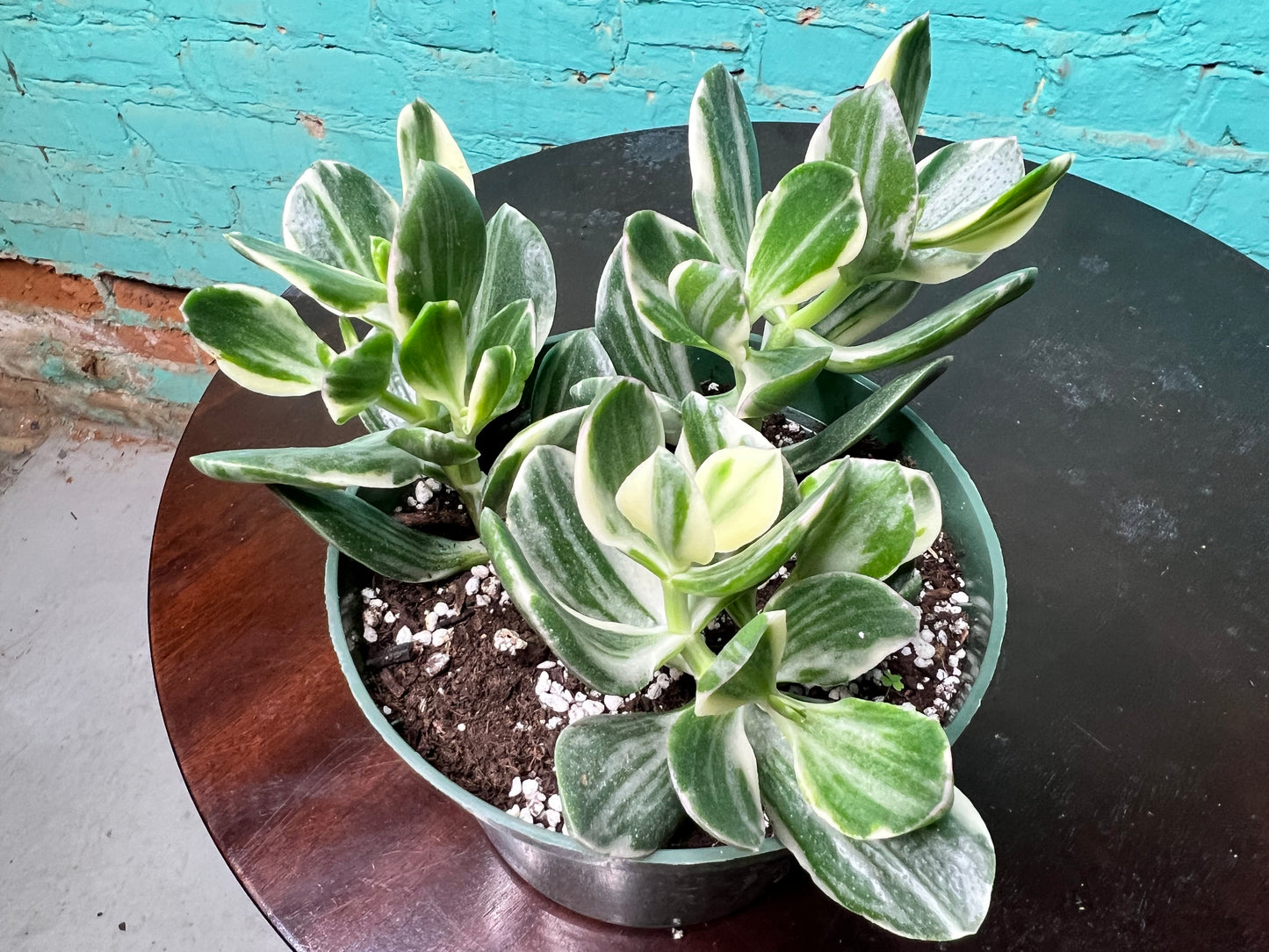 Jade Variegated 6”