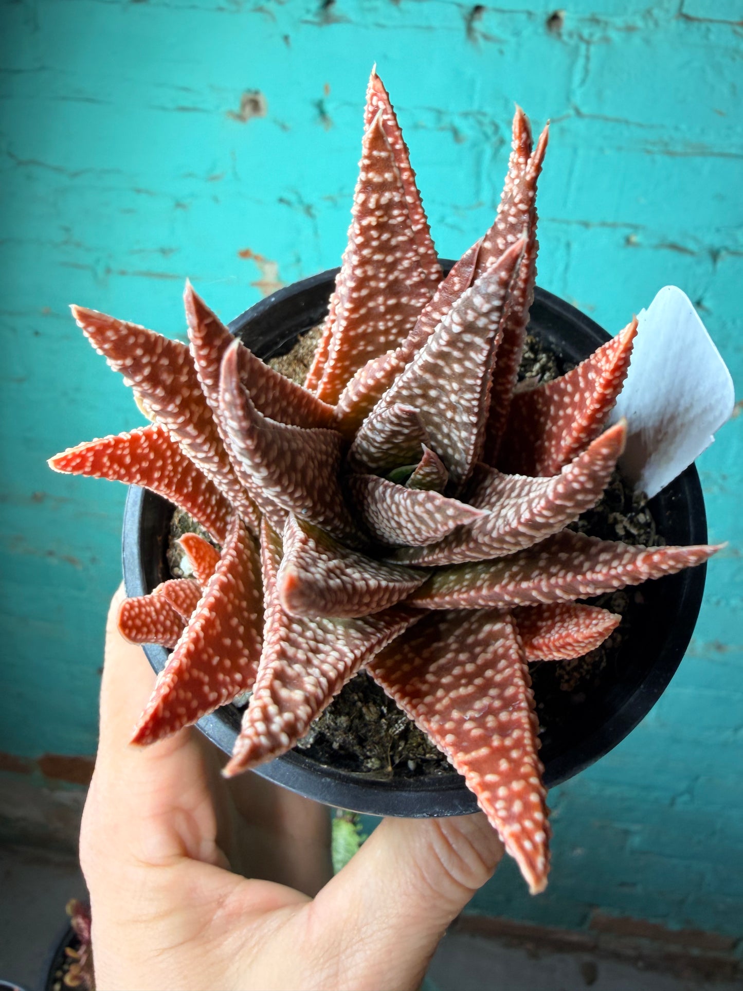 Gasteria Okavango Anna 4”