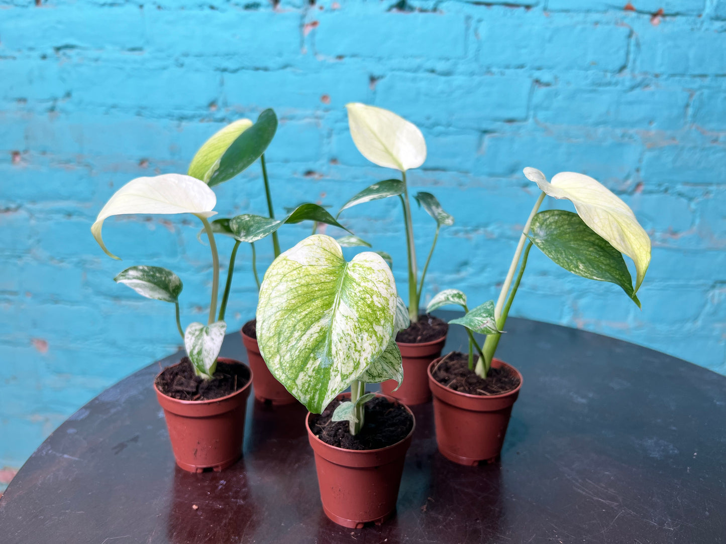 Monstera White Monster 3” (sold separately)