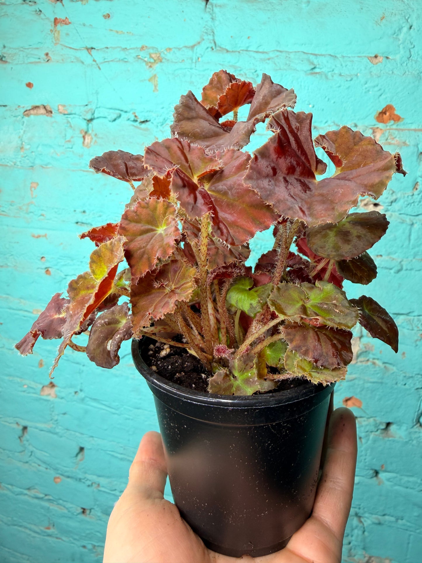 Begonia Rex “Dibs Amber ” 4”