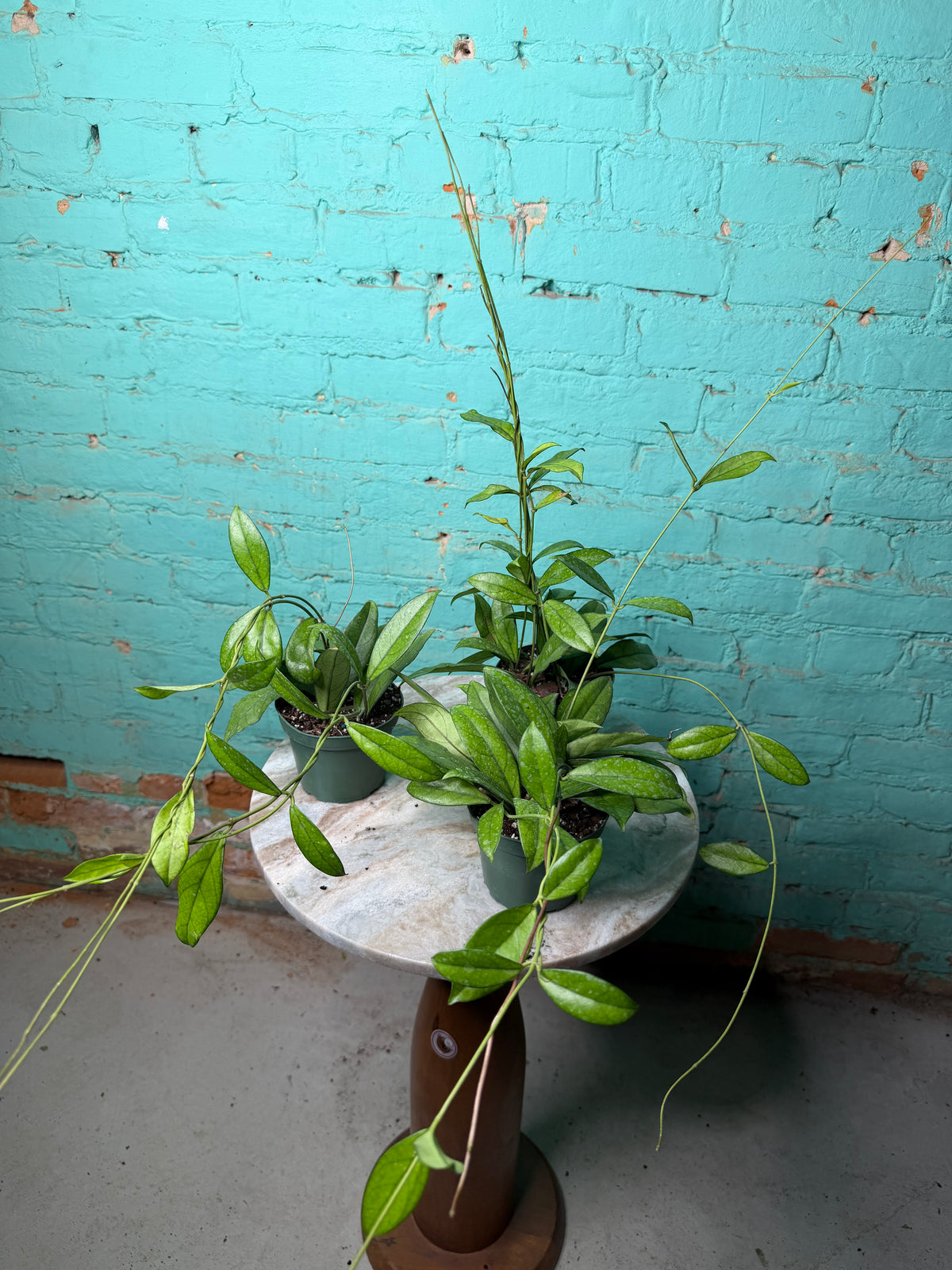 Hoya Crassipetiolata