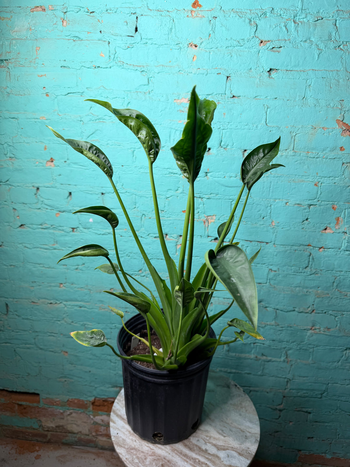 Alocasia Tiny Dancer 8”