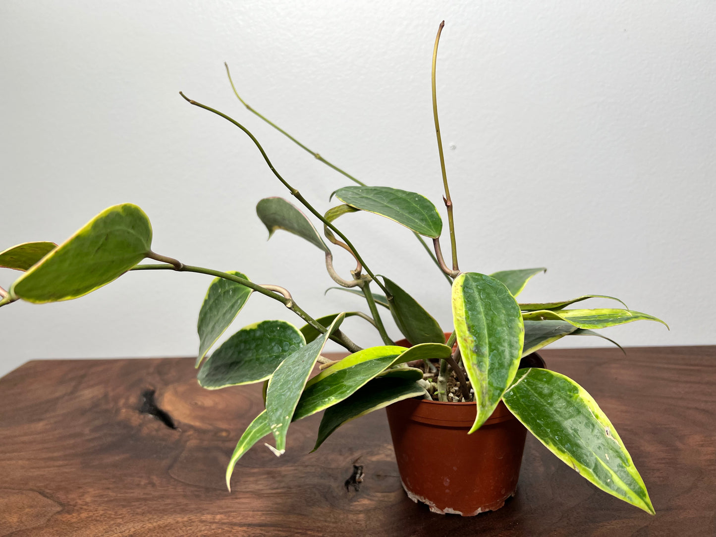 Hoya Macrophylla Variegata 4” (Pot of Gold)