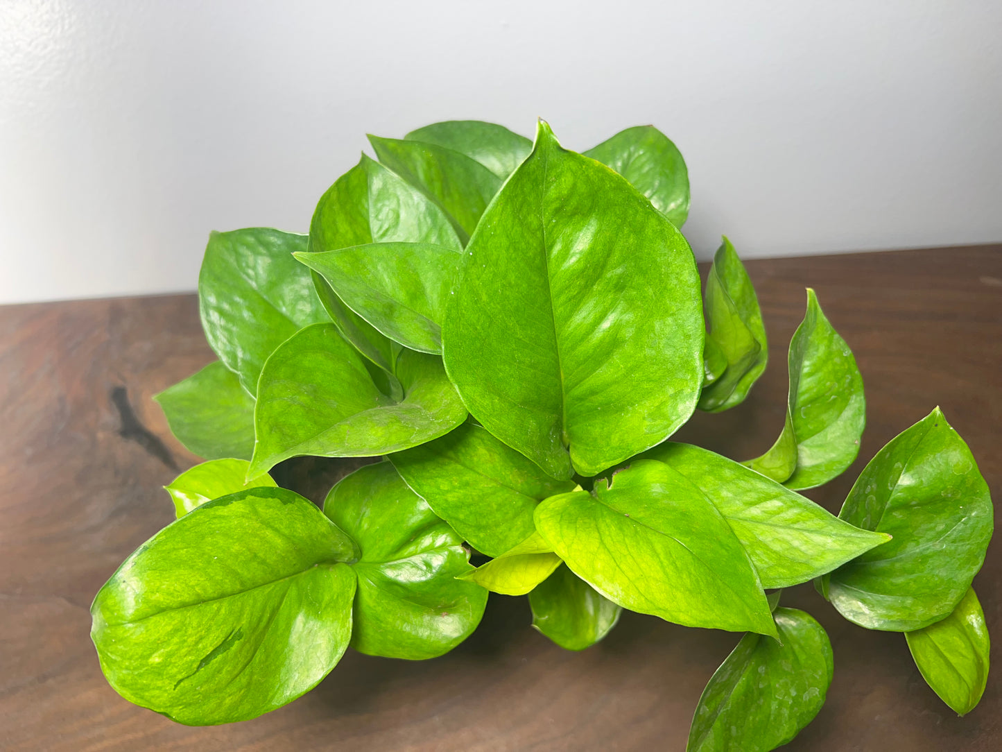 Pothos Lemon Top 6”