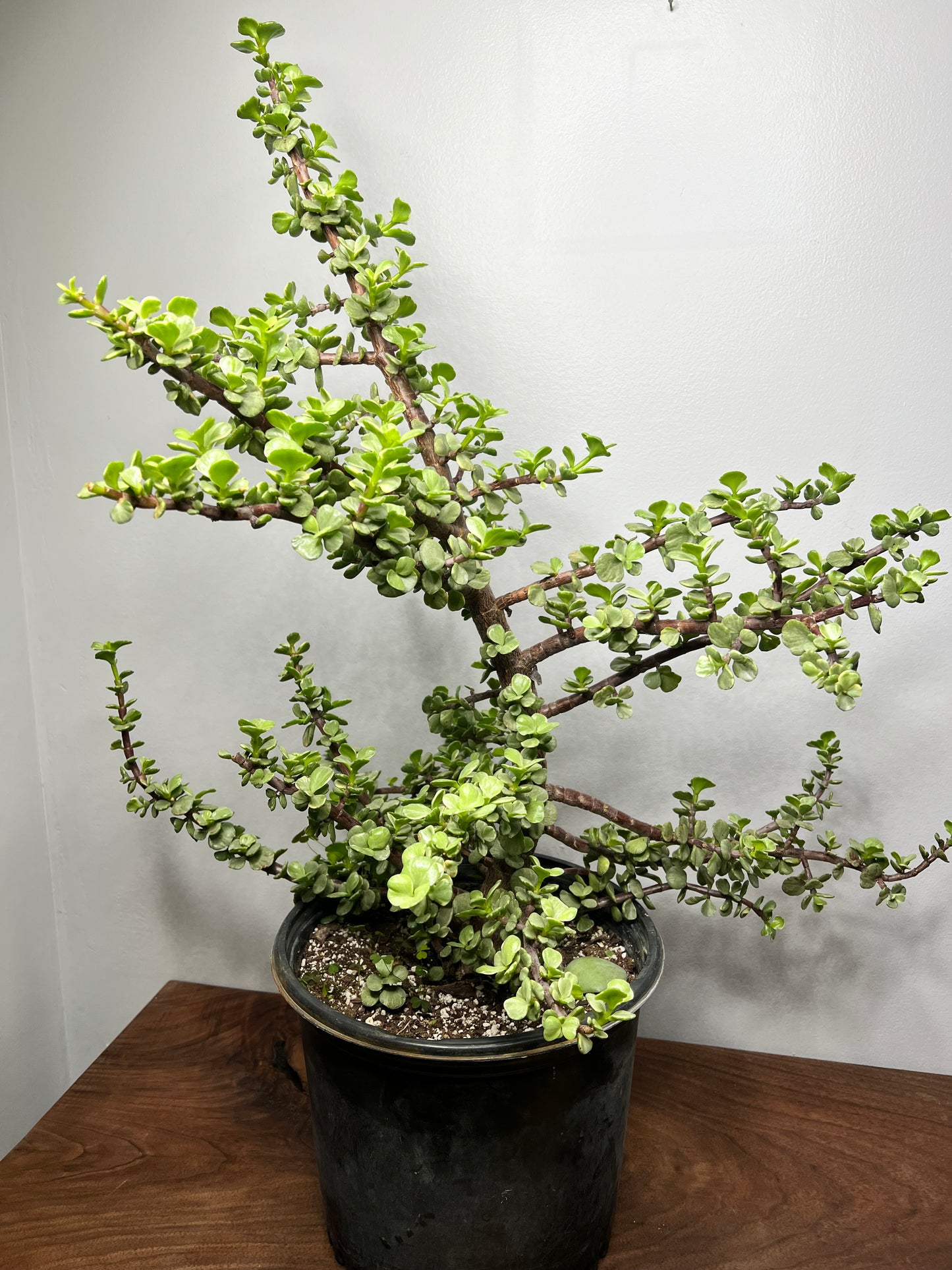 Elephant bush (Portulacaria) -NO SHIPPING