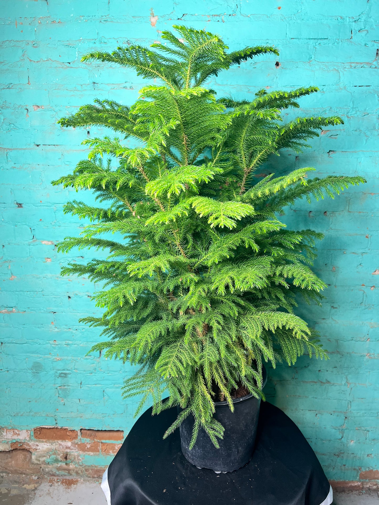 Norfolk Pine 10”