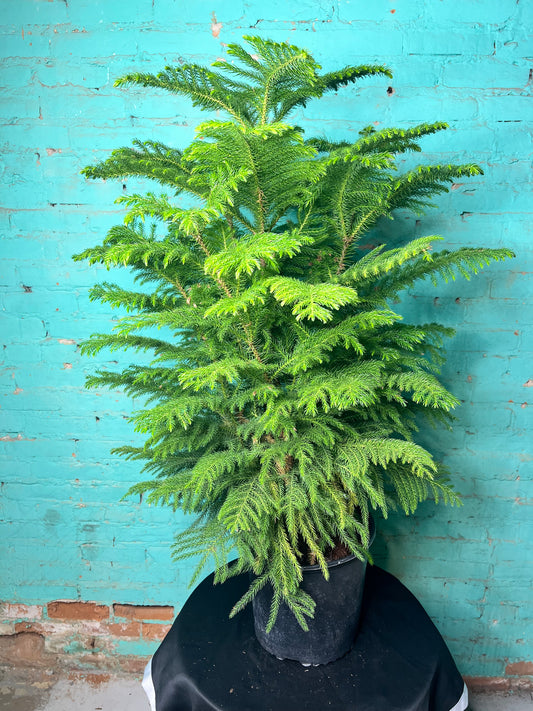Norfolk Pine 10”