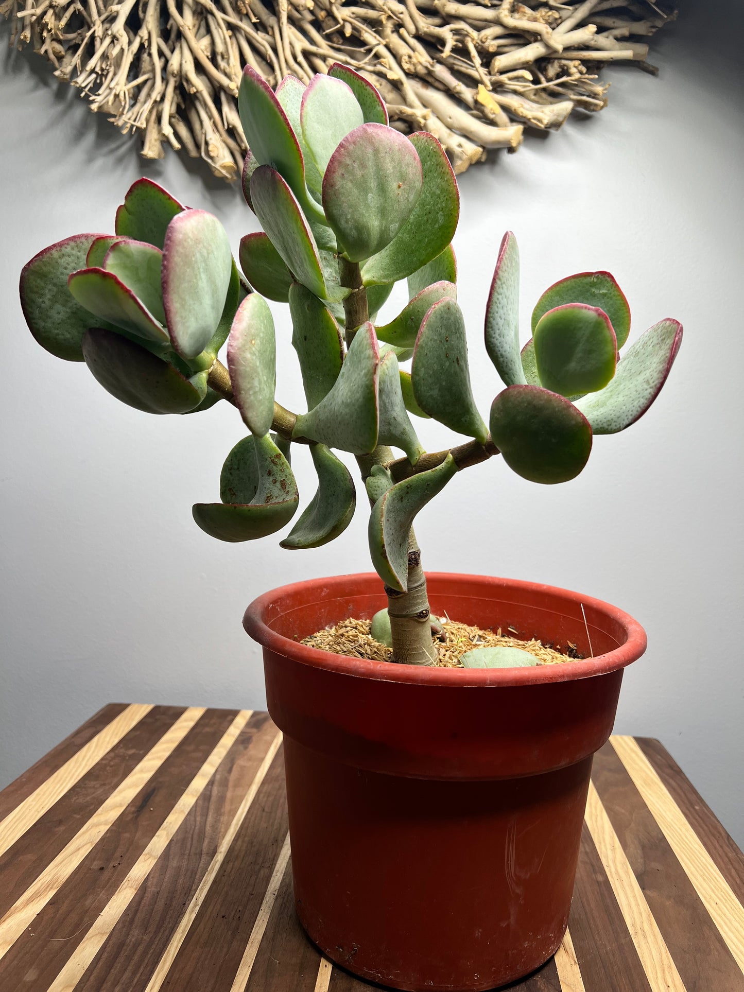 Jade Tree Silver Dollar  “10
