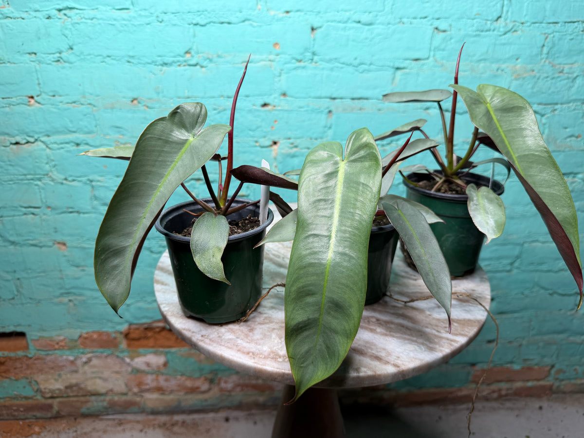 Philodendron atabapoense | Atabapo Philodendron 4”
