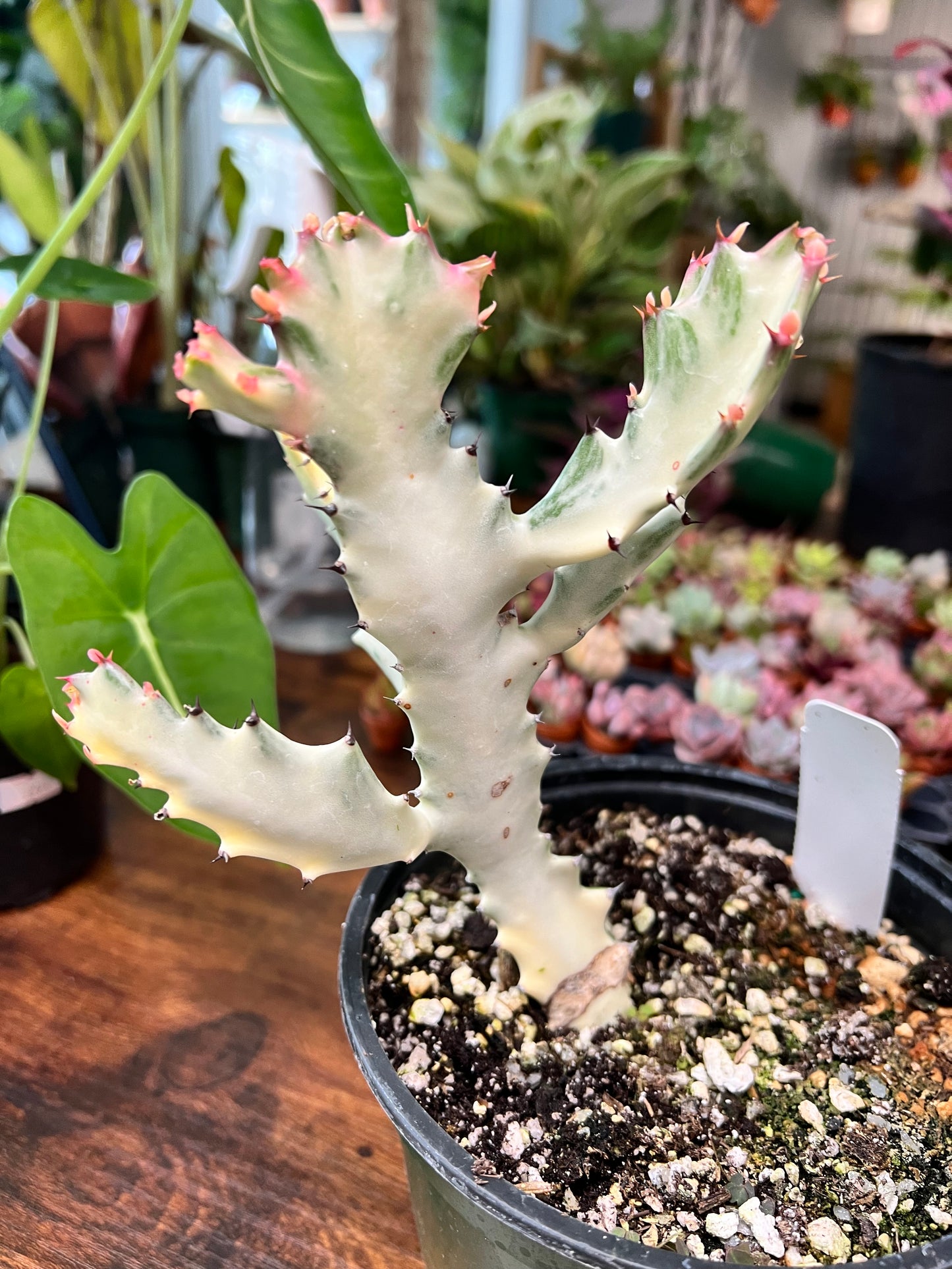 Euphorbia Trigonia Variegated 6”