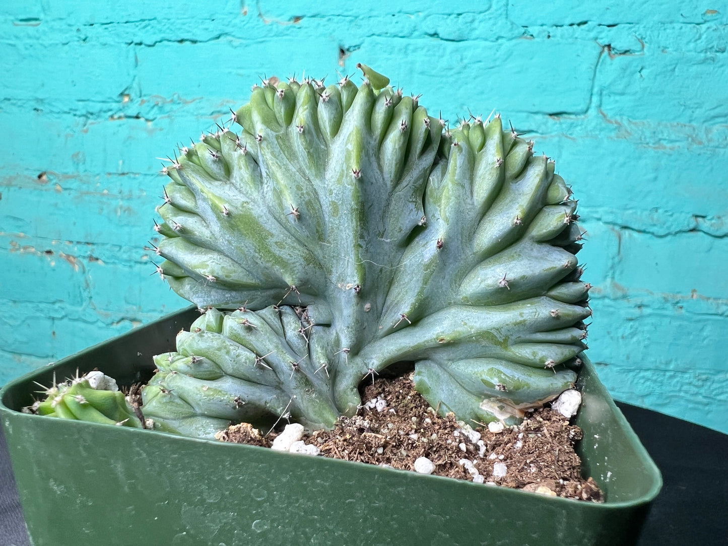 Myrtillocactus geometrizans