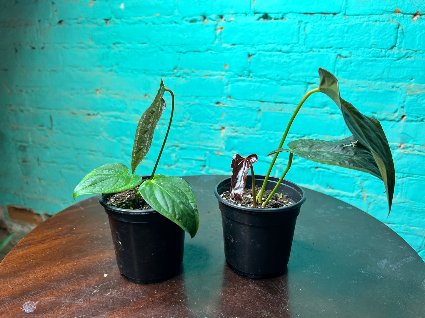 Anthurium Queen of Hearts