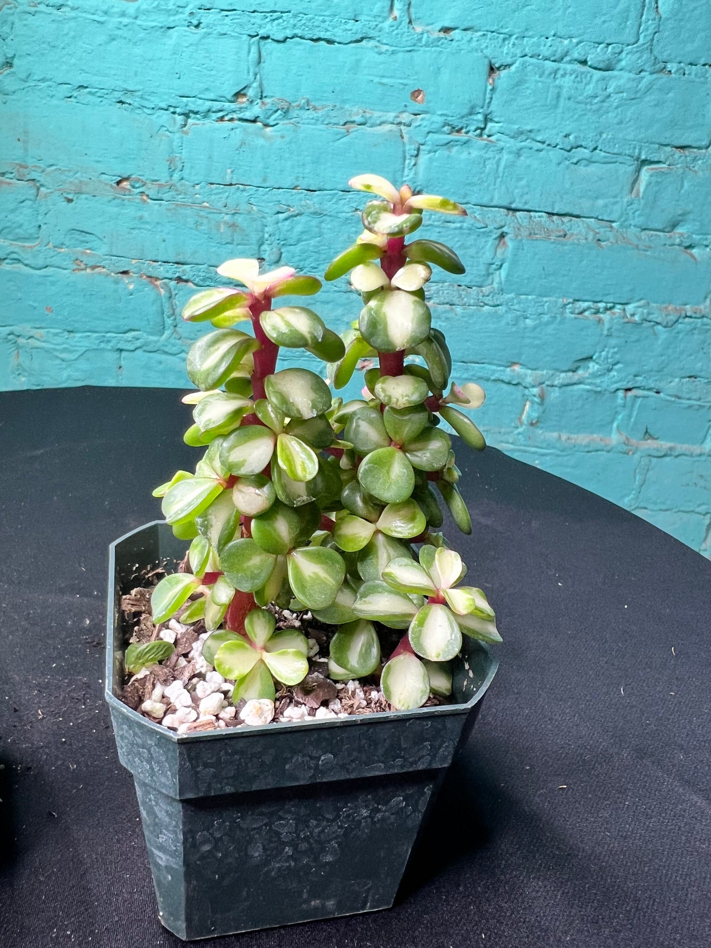 Portulacaria afra ‘Variegata’ Rainbow Bush 3”