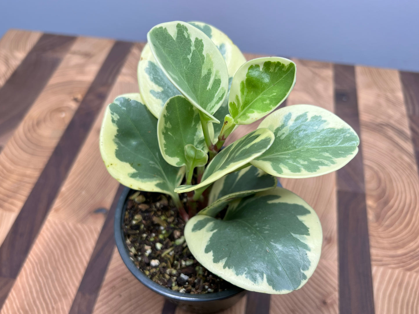 Peperomia- spoonleaf variegated