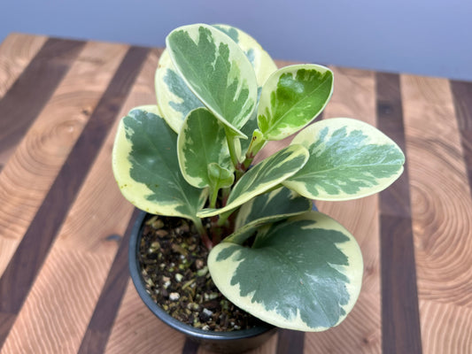 Peperomia- spoonleaf variegated