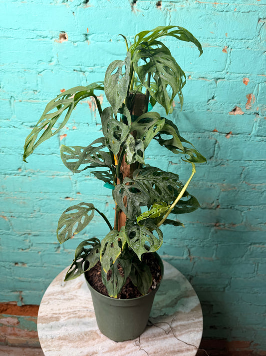 Monstera Swiss Cheese Totem 6”