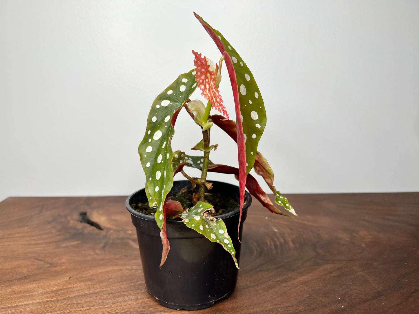 Begonia maculata