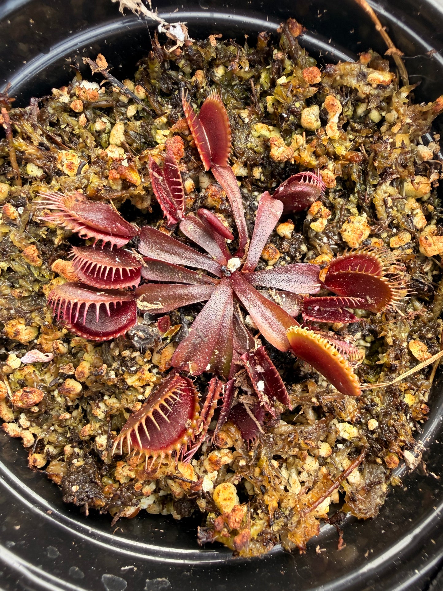 Dionaea ‘Maroon Monster’ -Venus Fly Trap