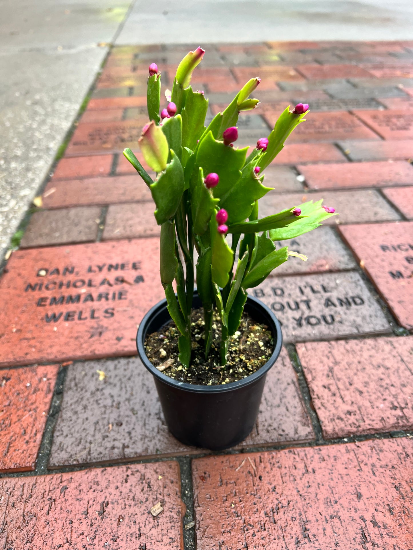 Thanksgiving Cactus 4”