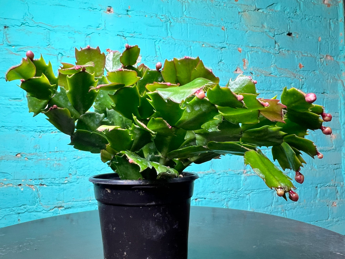 Christmas Cactus 4”