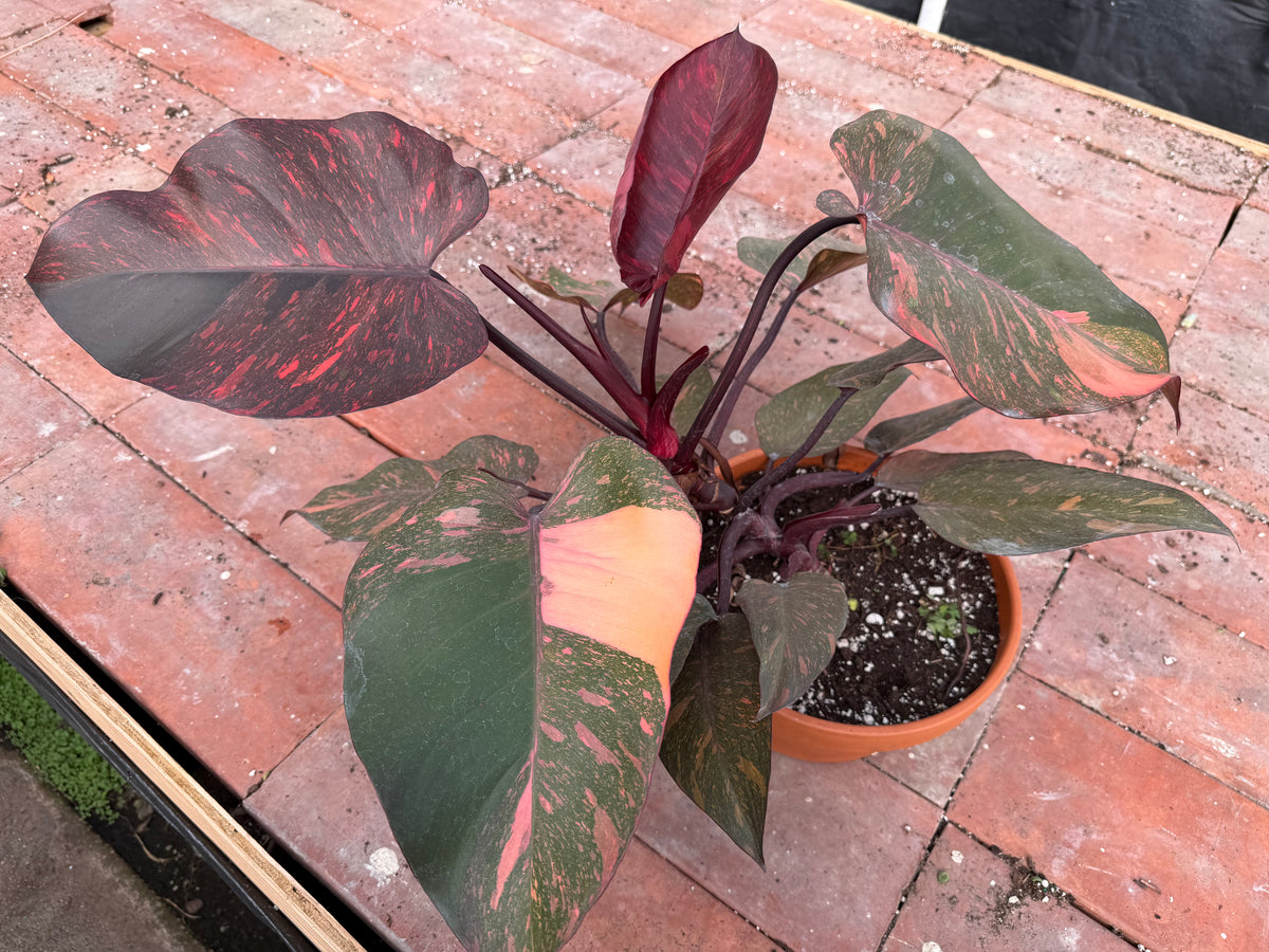 Philodendron Orange Princess 8”