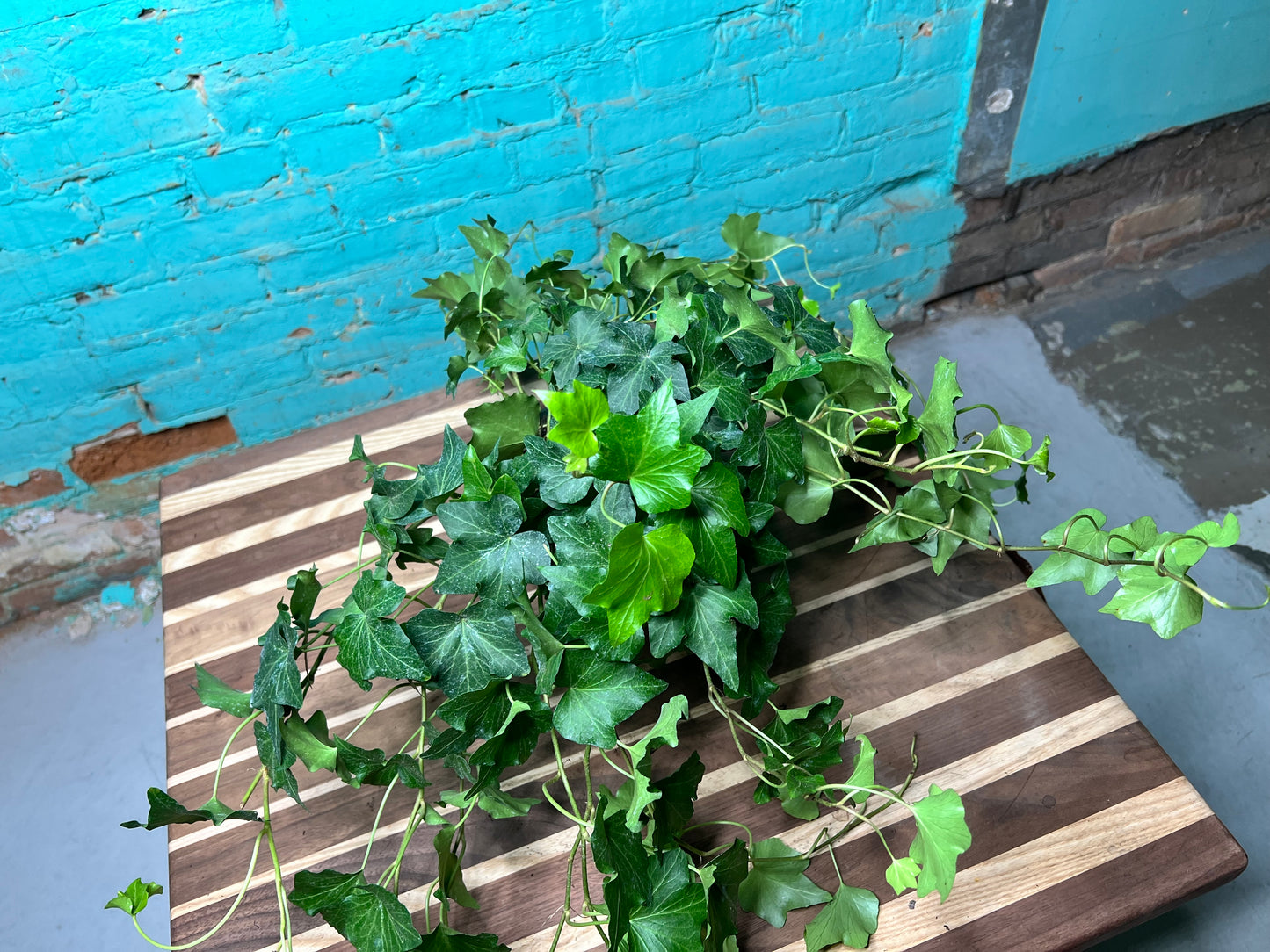 Ivy 6”