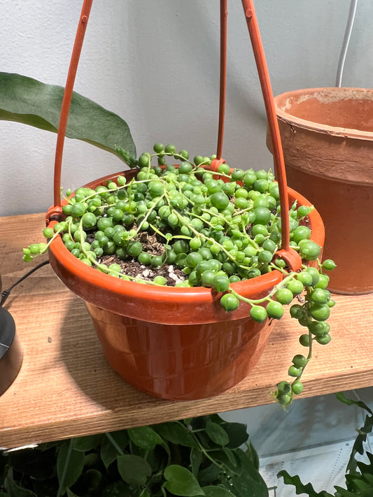 String of Pearls Basket 6”