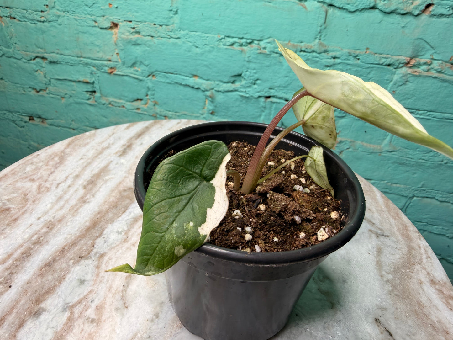 Alocasia Scalprum Aurea 4”