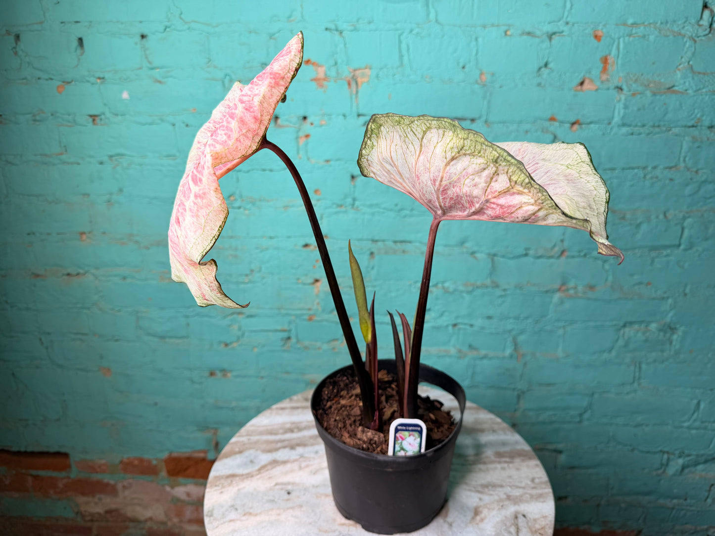 Caladium 6” White Lighting