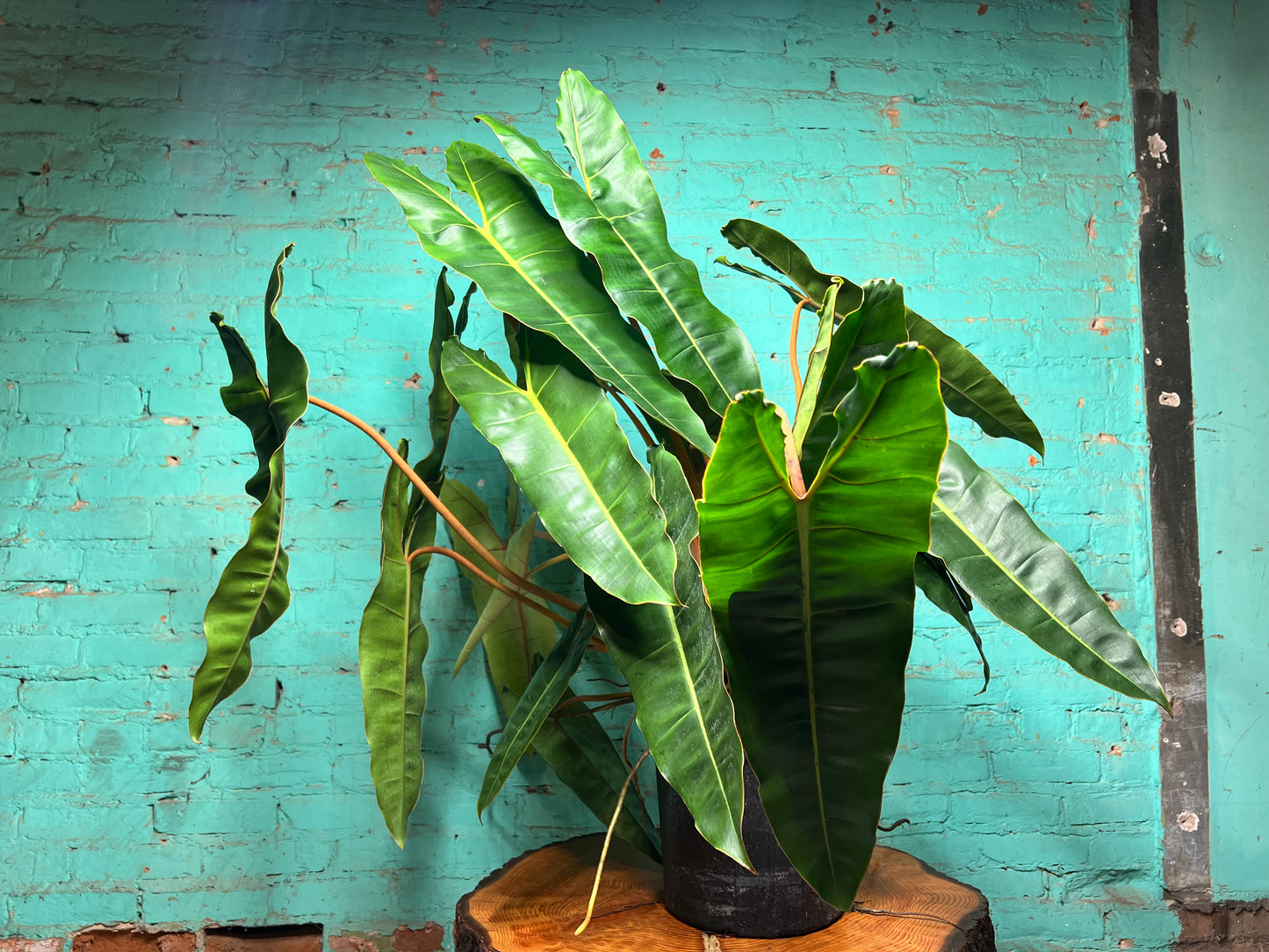 Philodendron Billietiae 10”