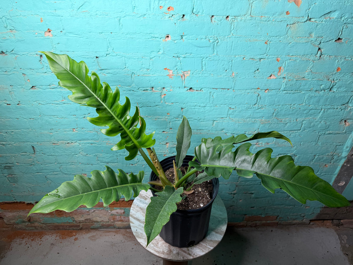 Philodendron Narrow 8”