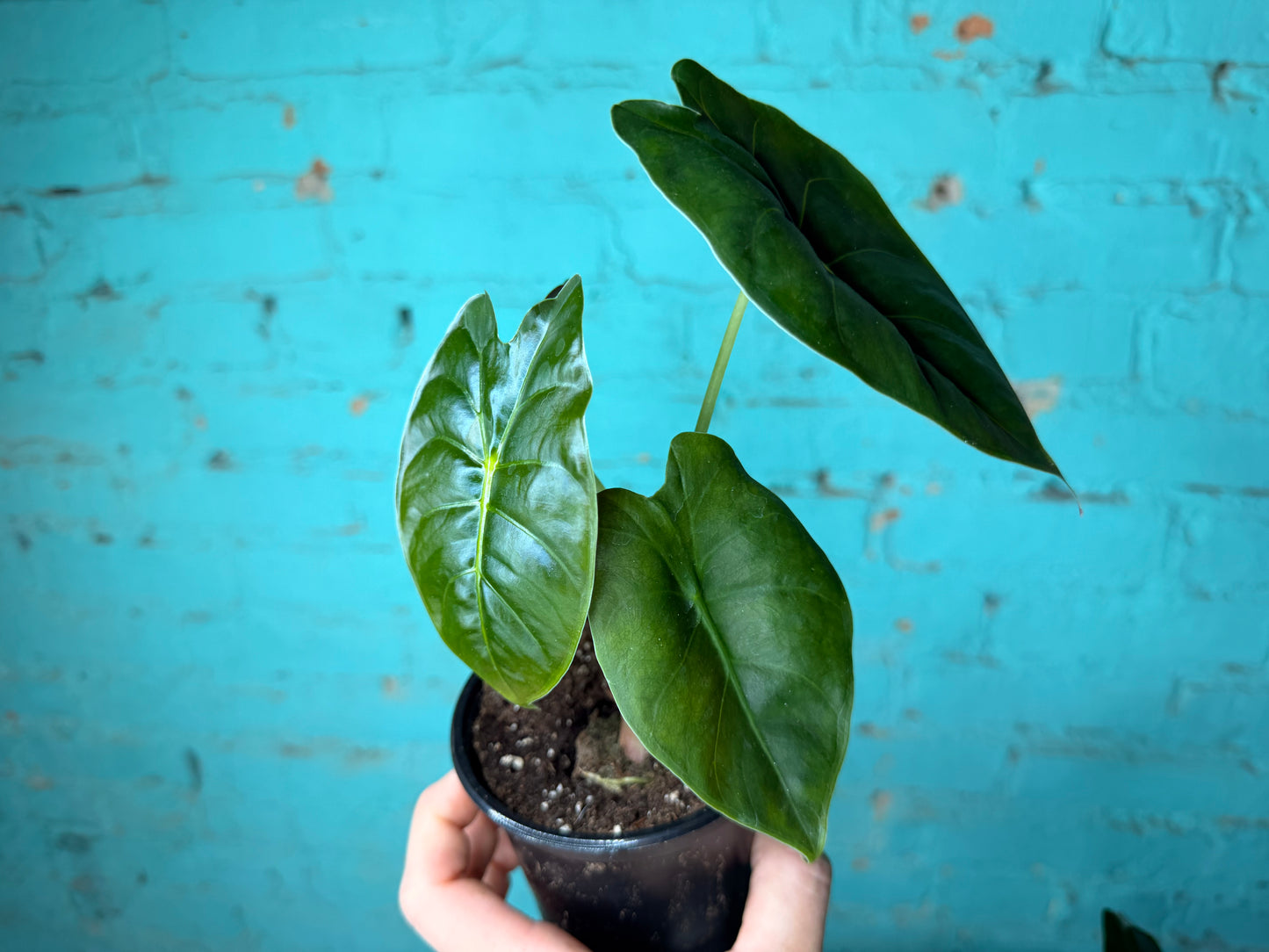 Alocasia Golden Bones 4”