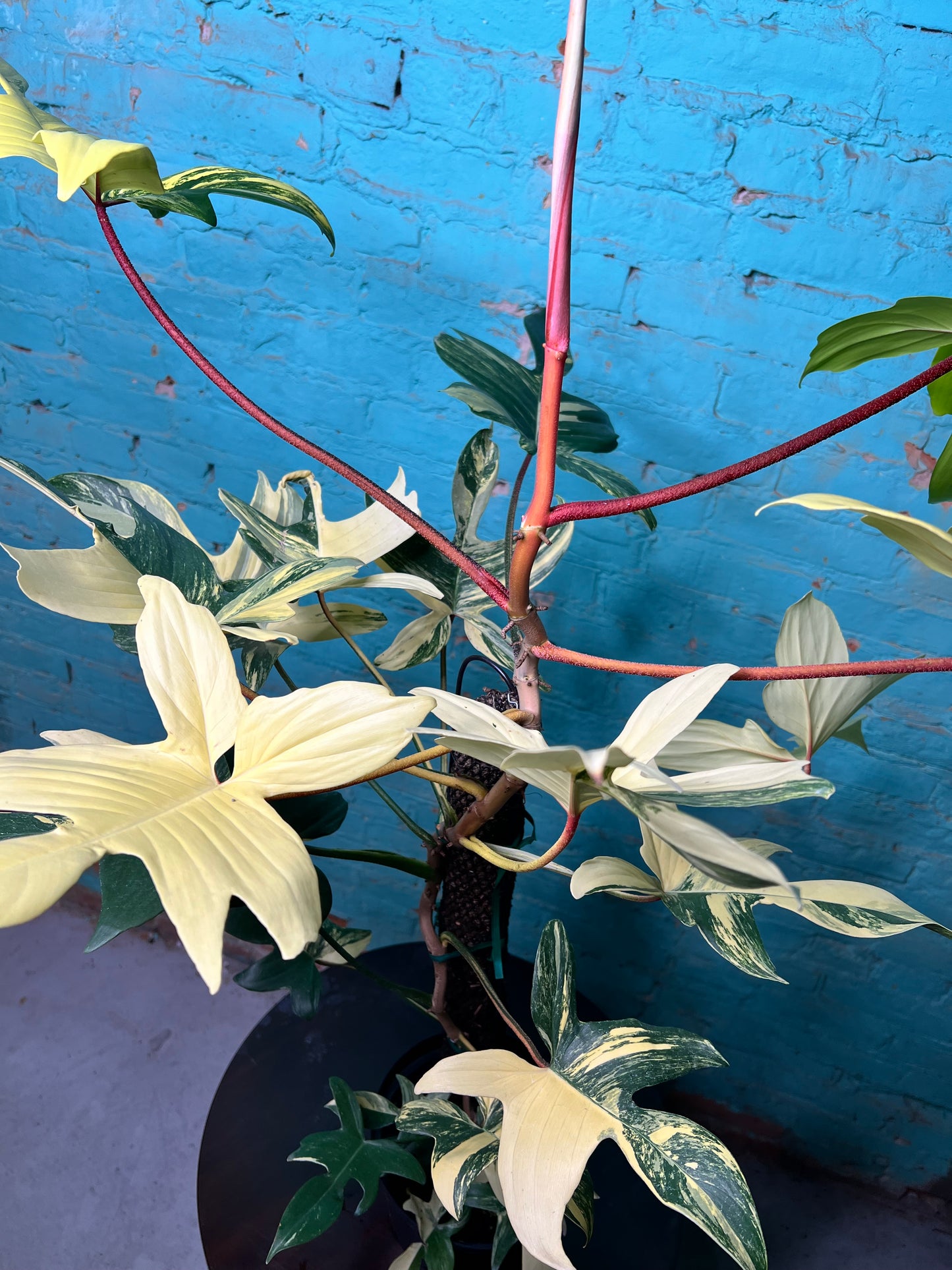 Philodendron Variegated Florida Beauty 8”