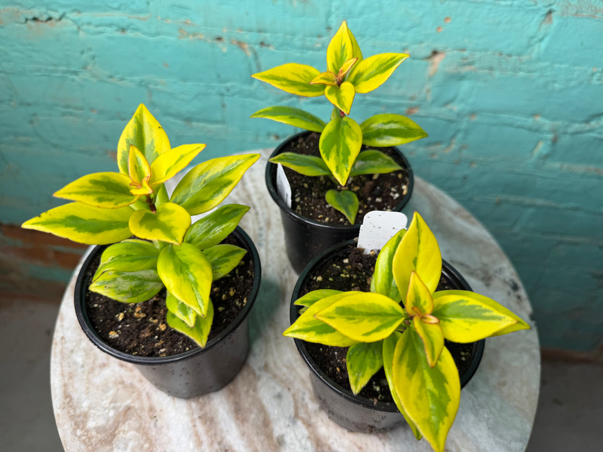 Nematanthus ‘Goldfish Plant’ Gold 4”
