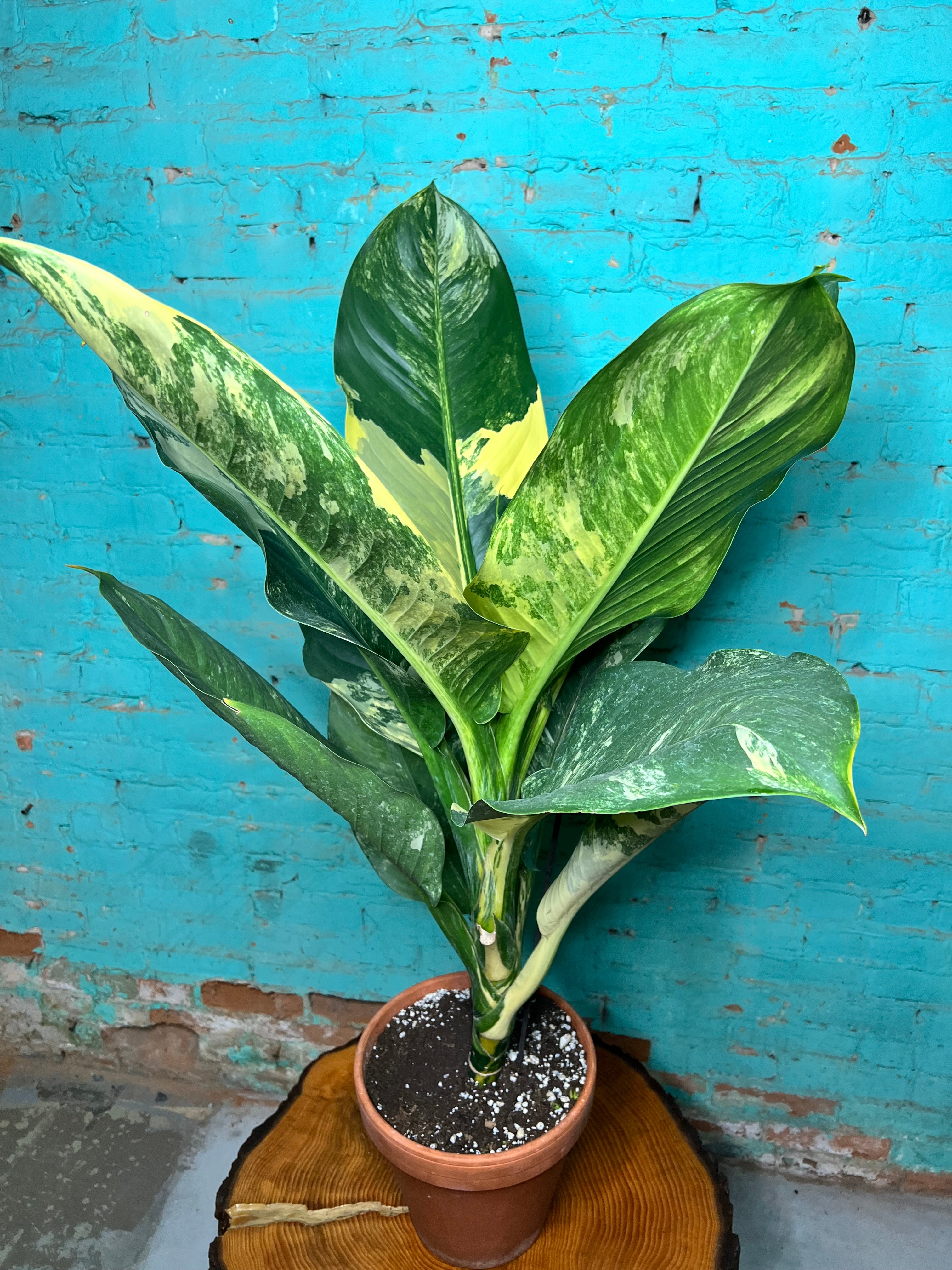 Dieffenbachia 'Big Ben' Variegated – The Rooted Plant Shop