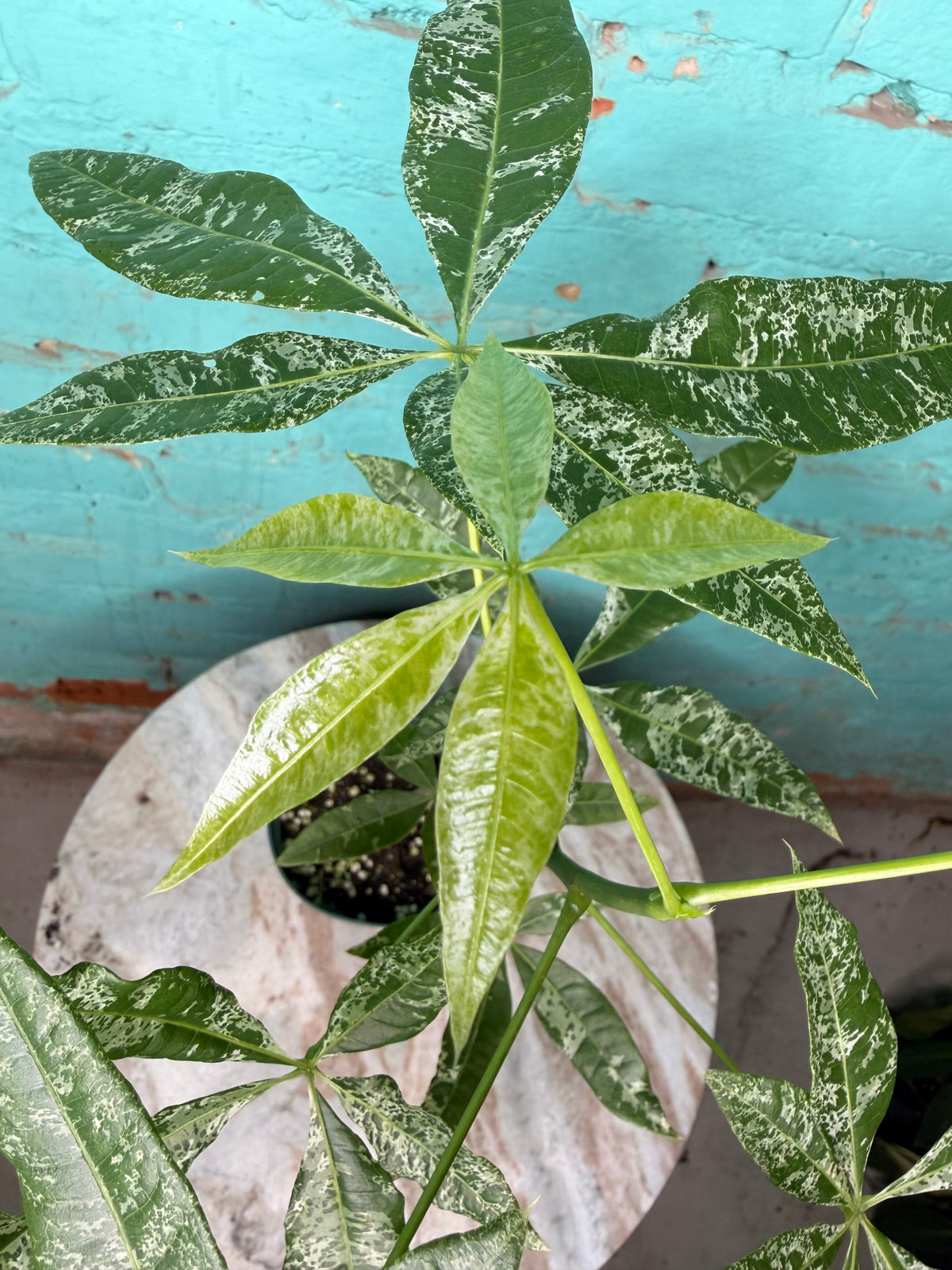 Money Tree Variegated 4”