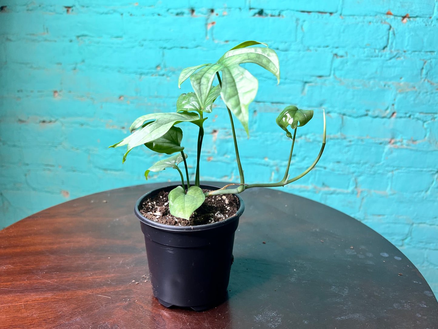 Amydrium Medium Silver 4” (“Monstera Spider-Man)