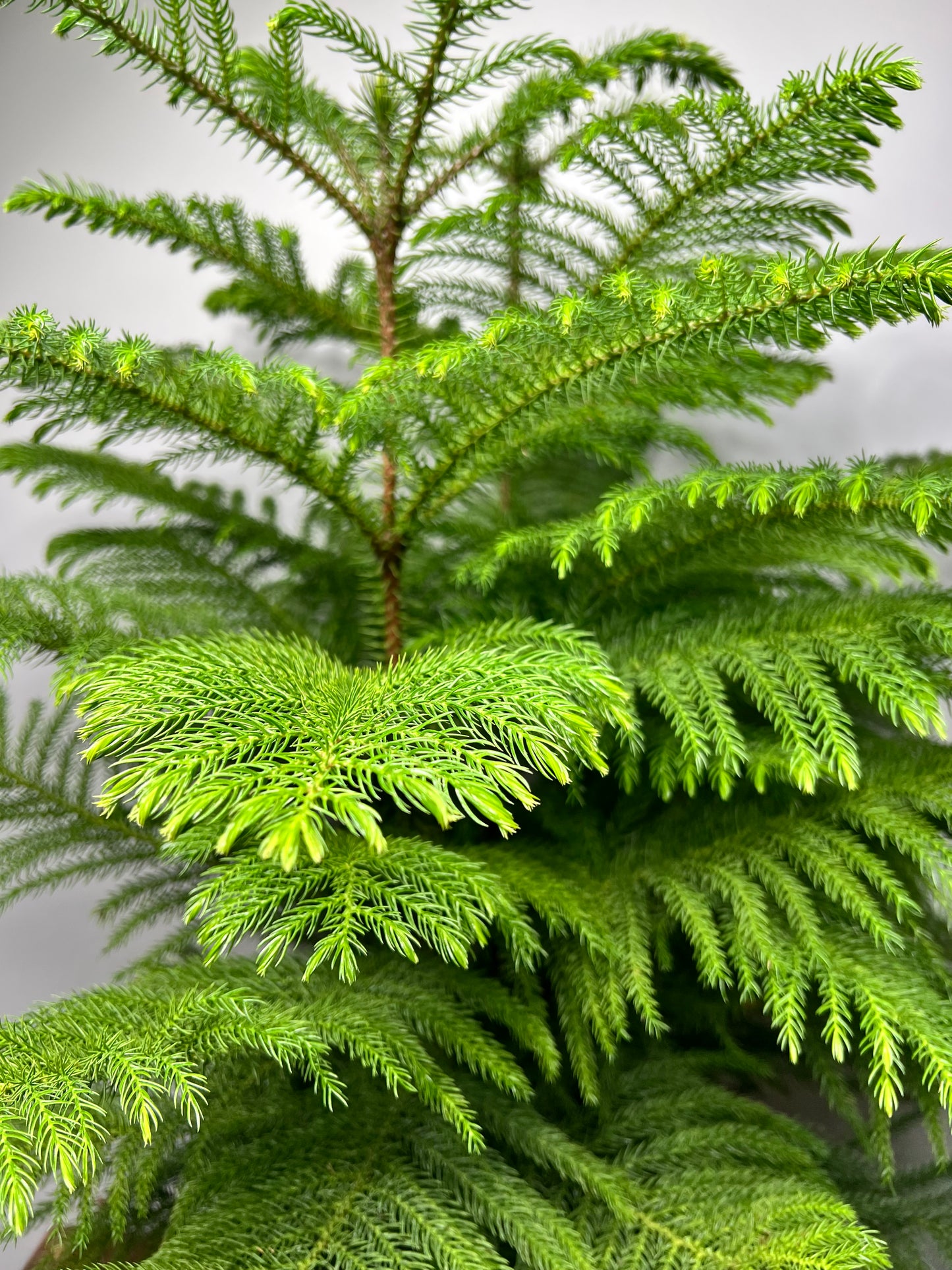 Norfolk Pine 10”