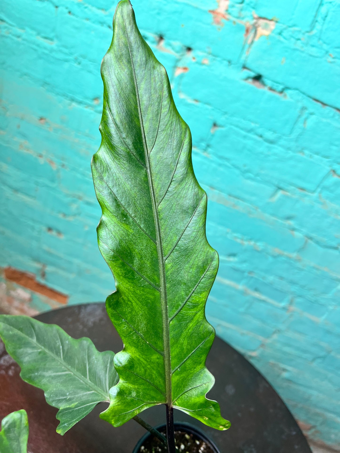 Alocasia Lauterbachiana Mint 4” (Sword Tree)