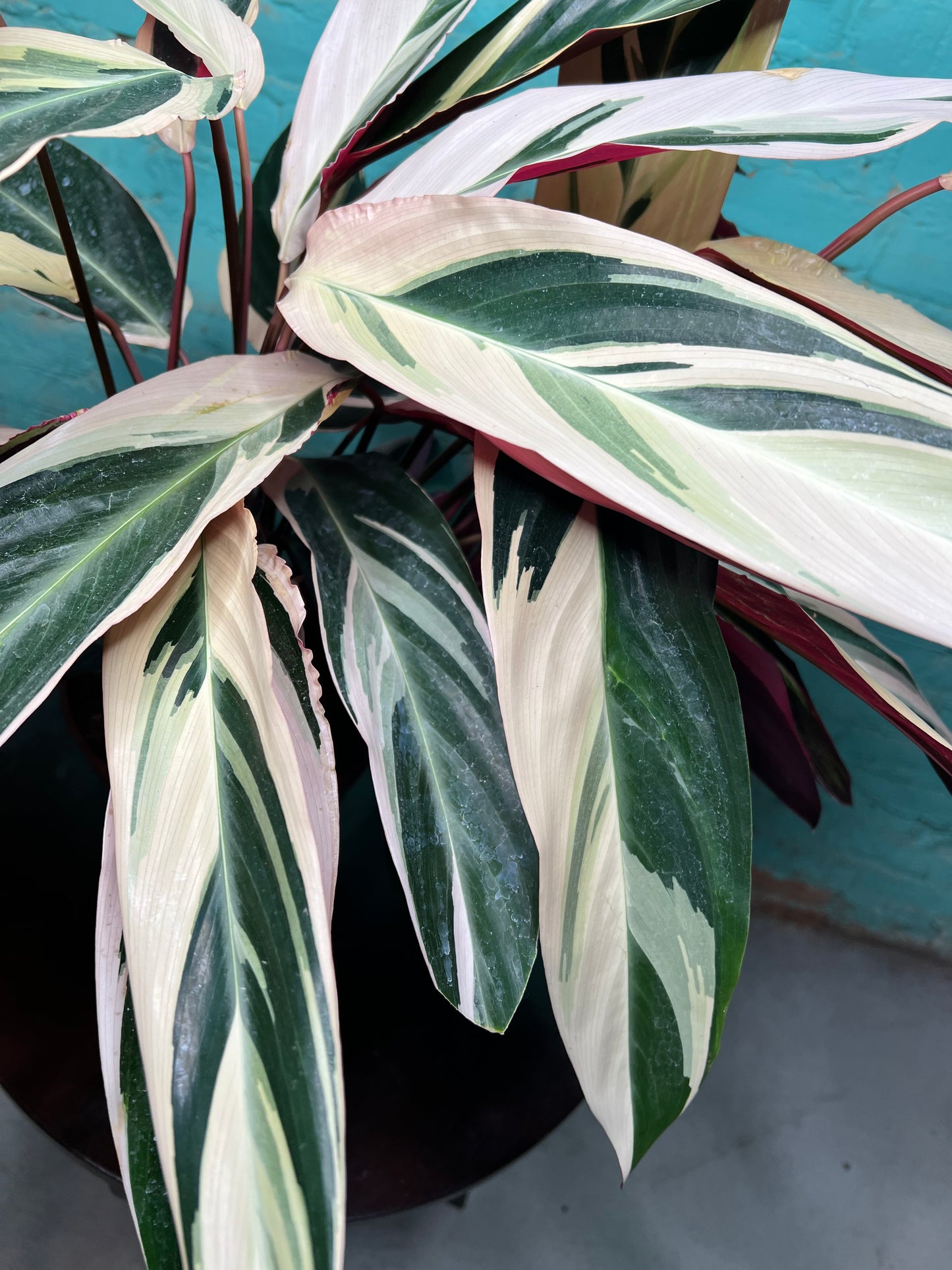 Stromanthe-Triostar 8”