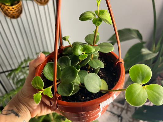 Peperomia Hope basket 6”