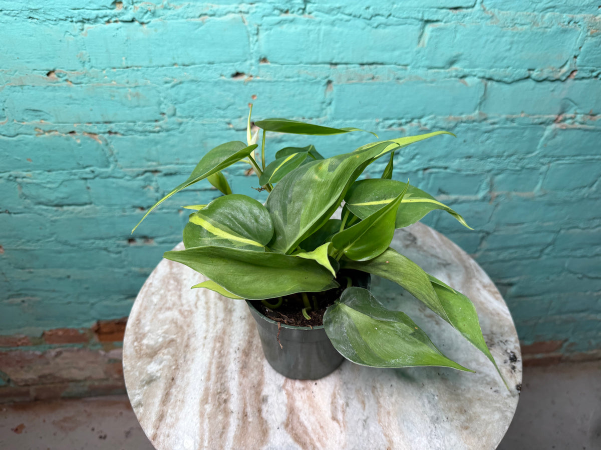 Philodendron Brasil 4”