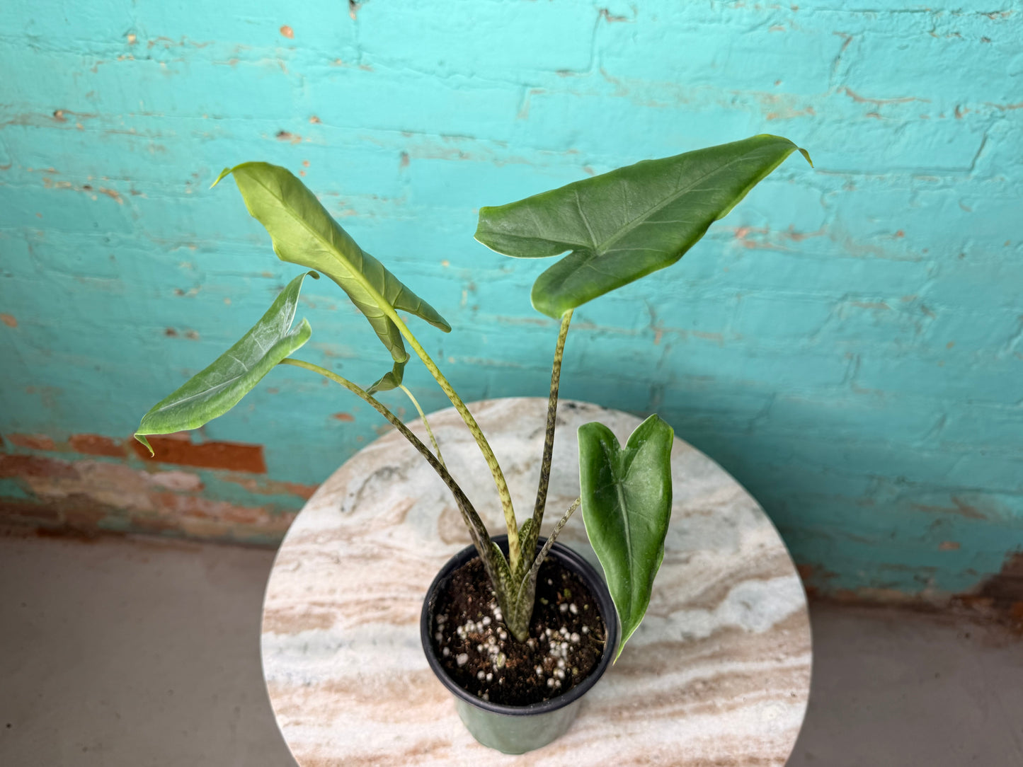 Alocasia-Zebrina 4”