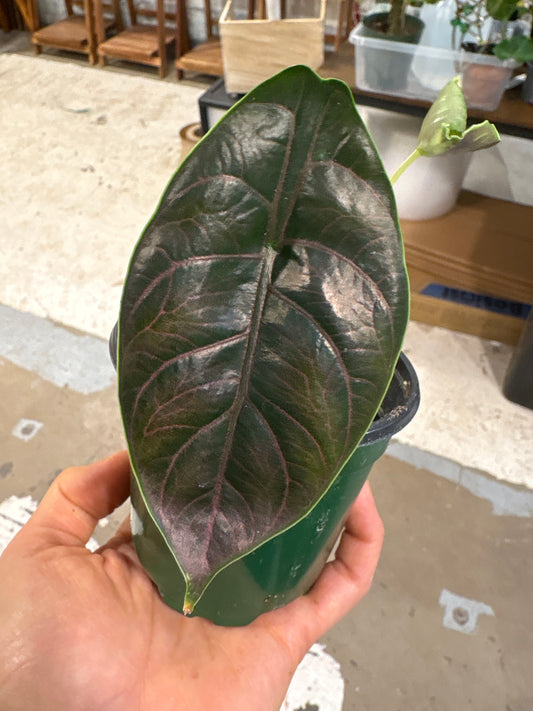 Alocasia Azianii 4”