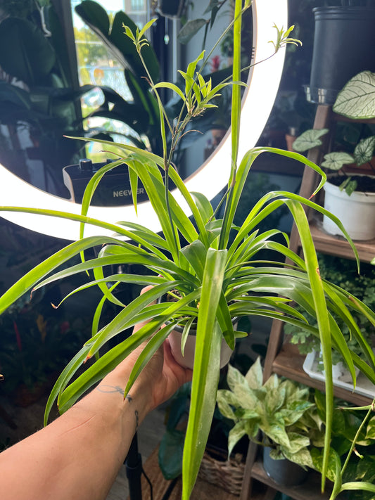 Spider Plant (Pet friendly)