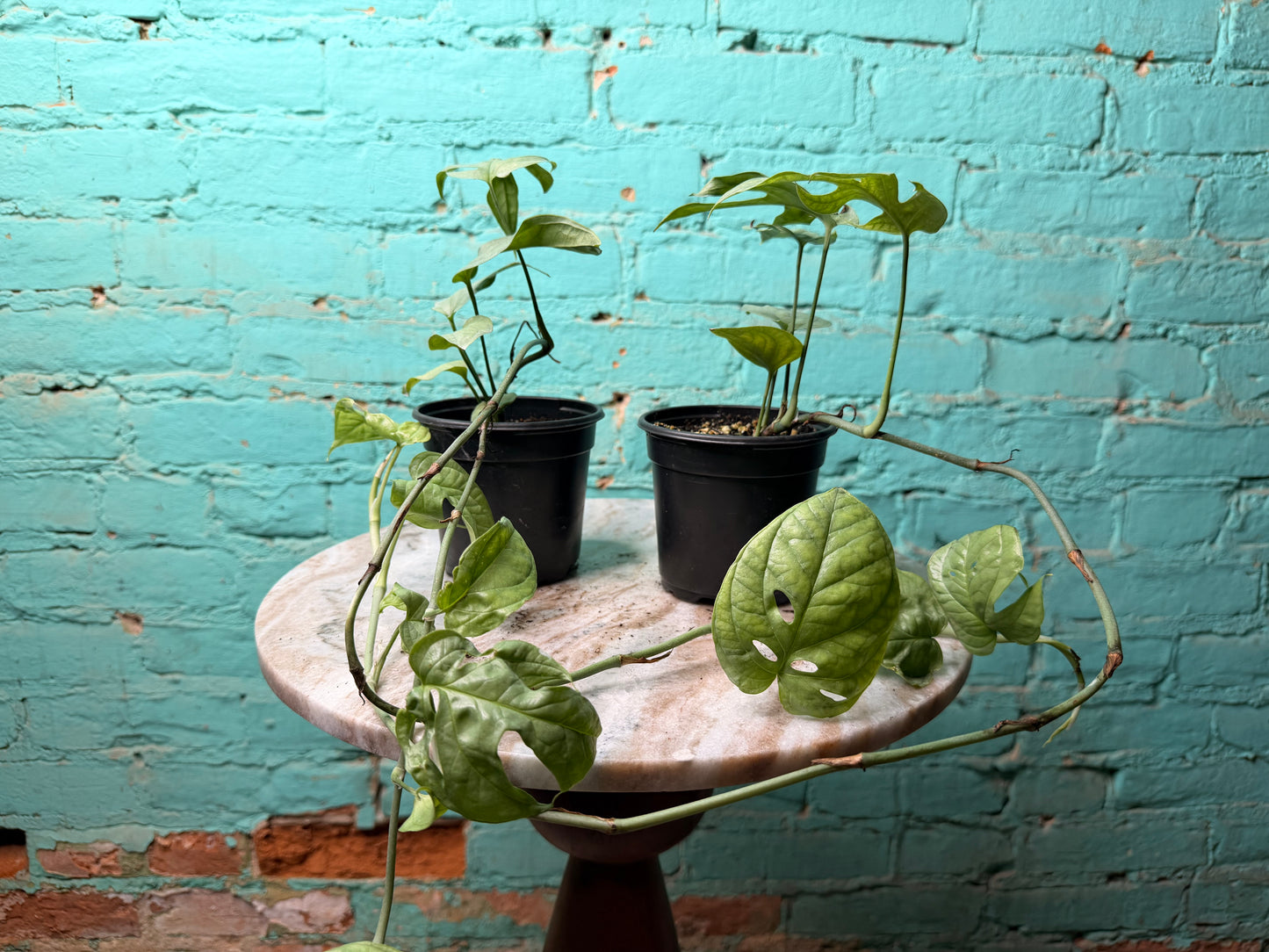 Amydrium Medium Silver 4” (“Monstera Spider-Man)
