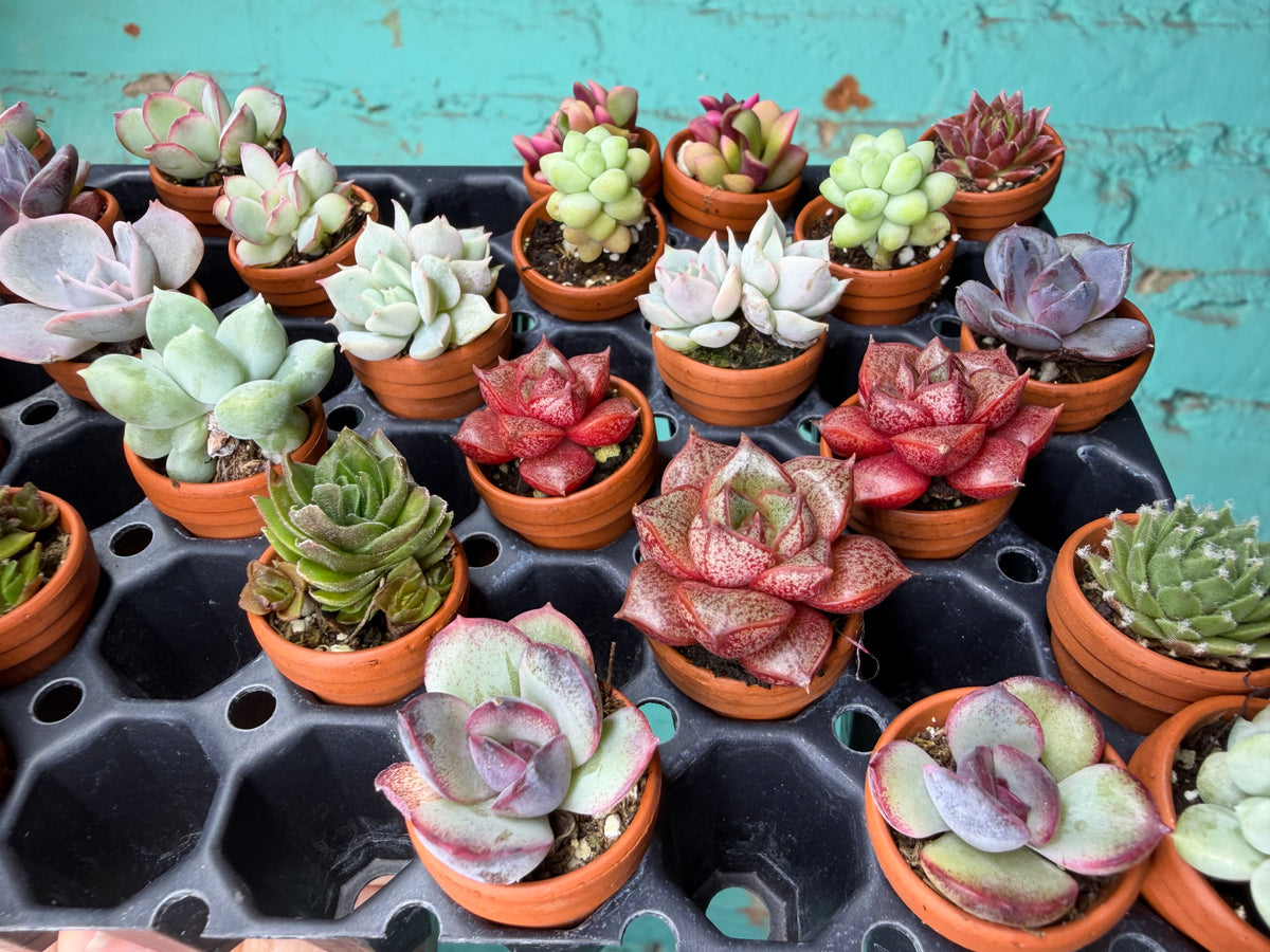 Succulent Thimble clay 1”