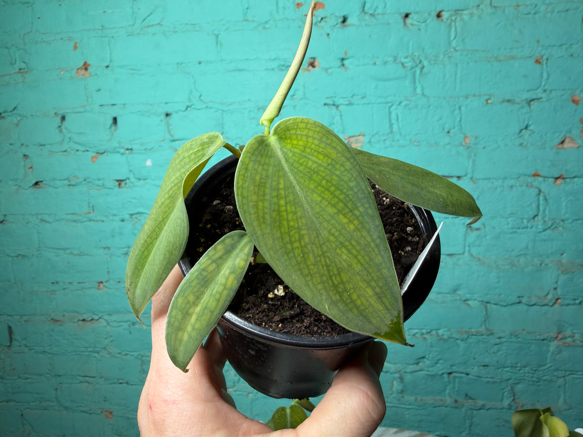 Philodendron Gigas 4”